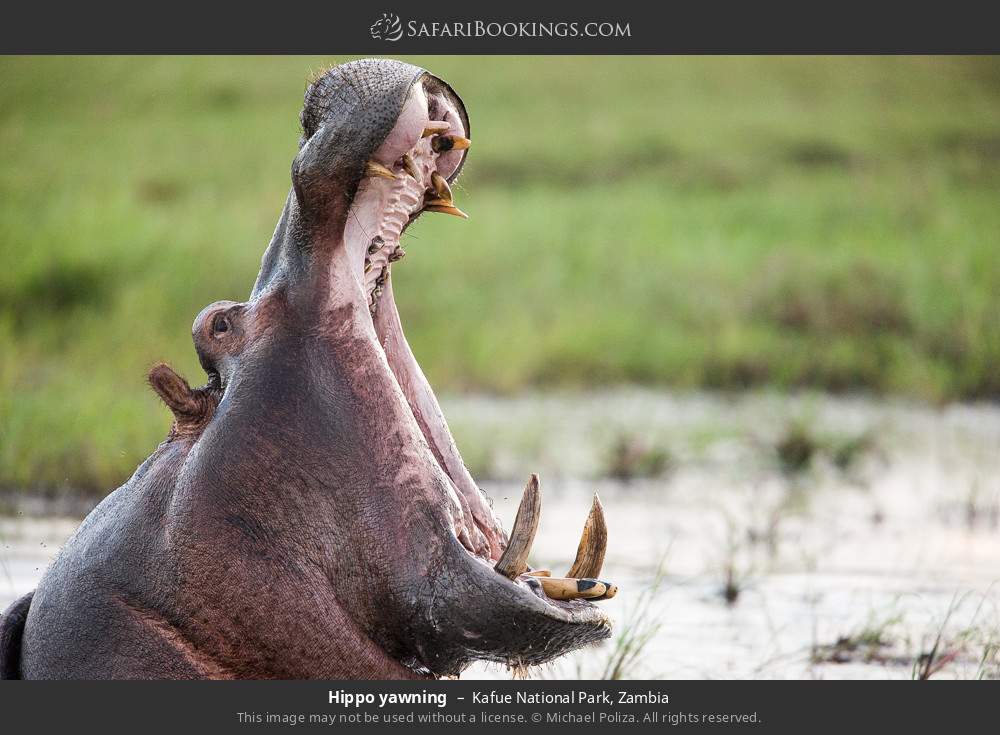 Hippo yawning in Kafue National Park, Zambia