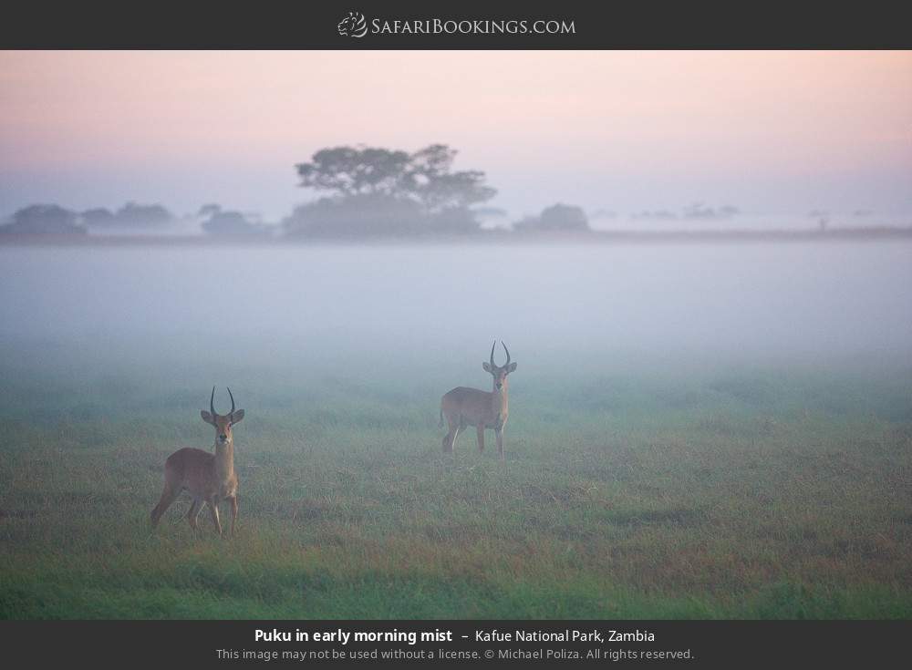 Pukus in early morning mist in Kafue National Park, Zambia