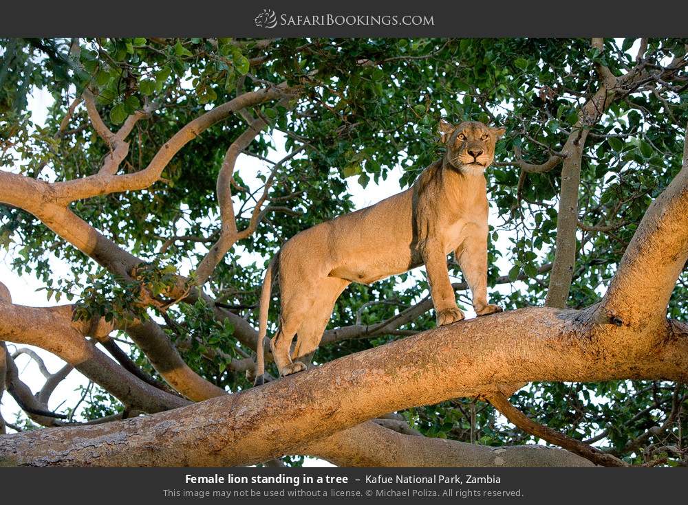 Female lion standing in a tree in Kafue National Park, Zambia