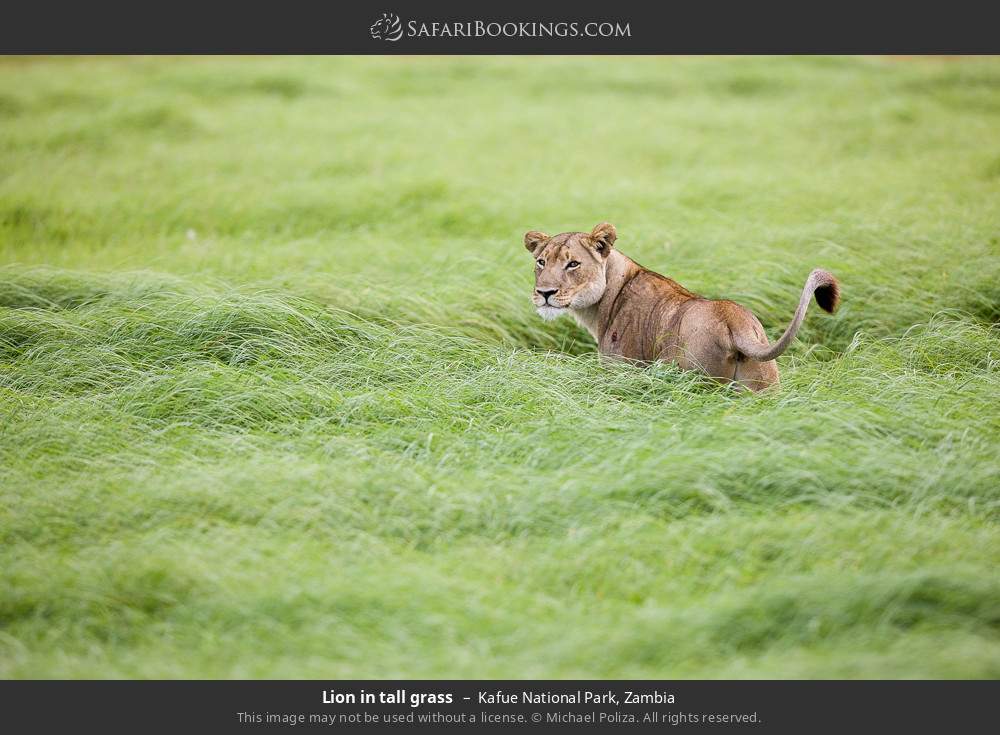 Lion in tall grass in Kafue National Park, Zambia