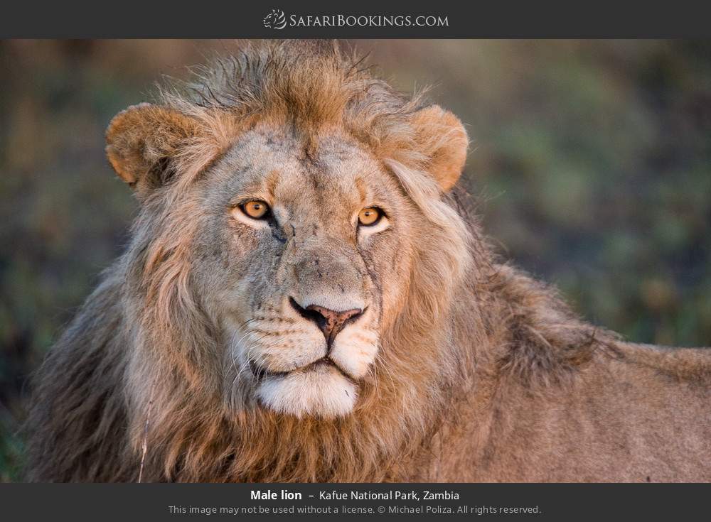 Male lion in Kafue National Park, Zambia