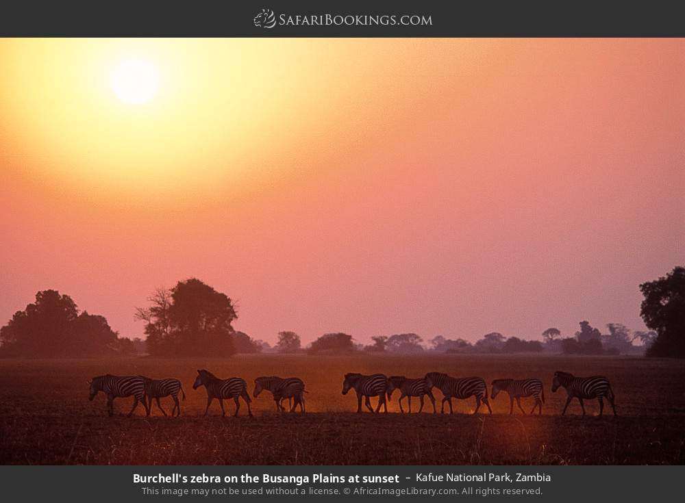 Plains zebras on the Busanga Plains at sunset in Kafue National Park, Zambia