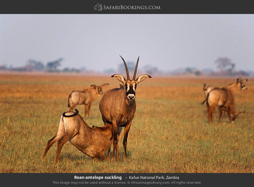Roan antelope suckling  in Kafue National Park, Zambia