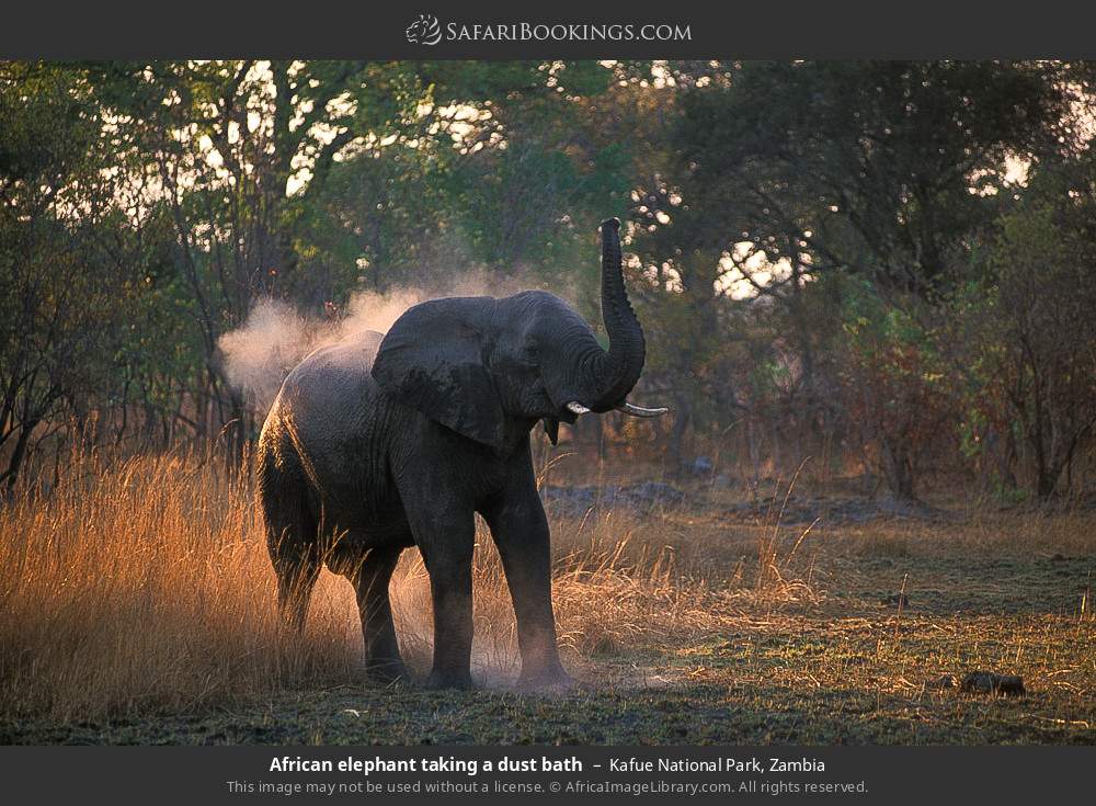 African elephant taking a dust bath in Kafue National Park, Zambia