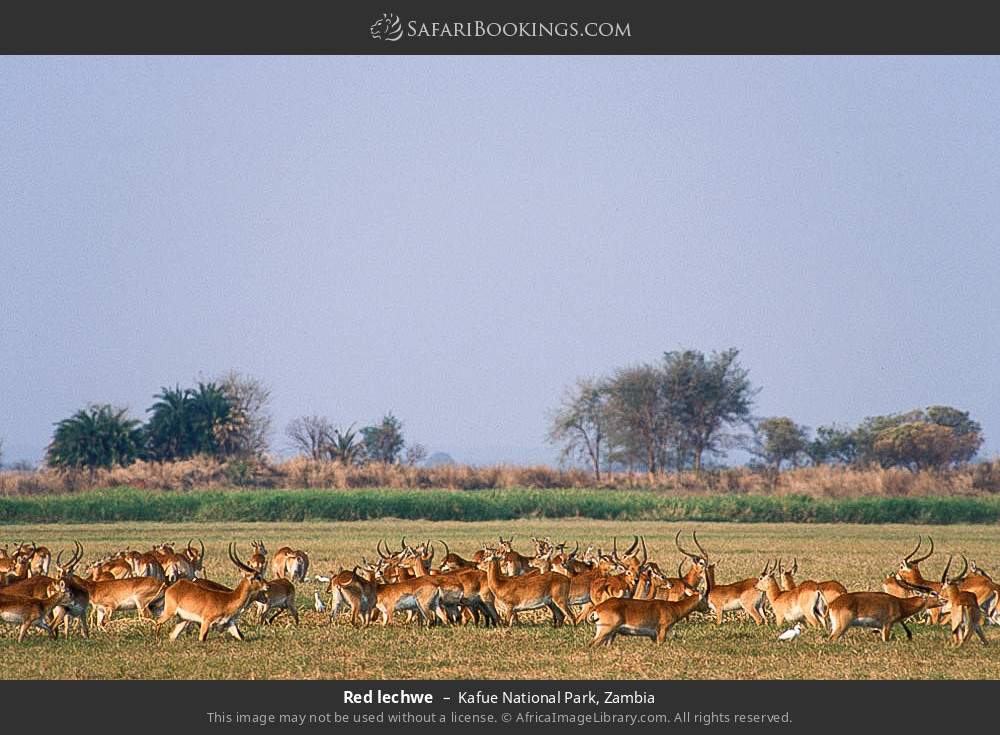 Red lechwes in Kafue National Park, Zambia