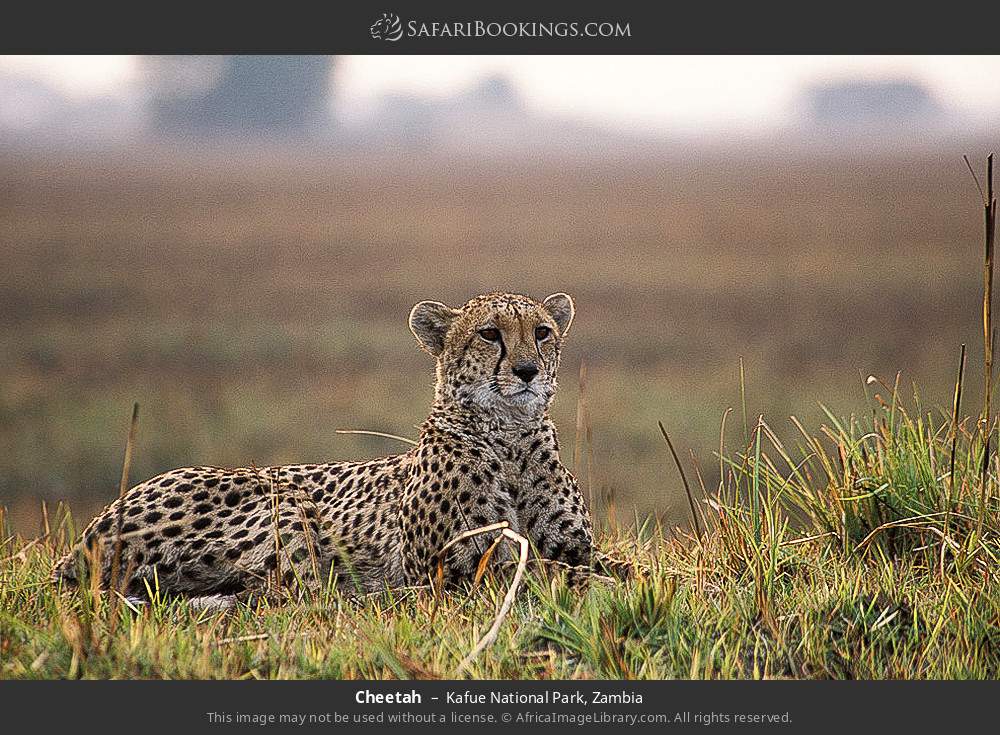 Cheetah in Kafue National Park, Zambia