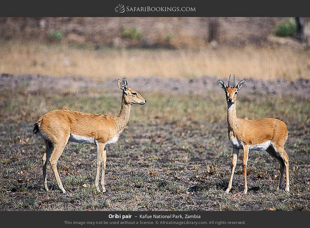 Oribis in Kafue National Park, Zambia