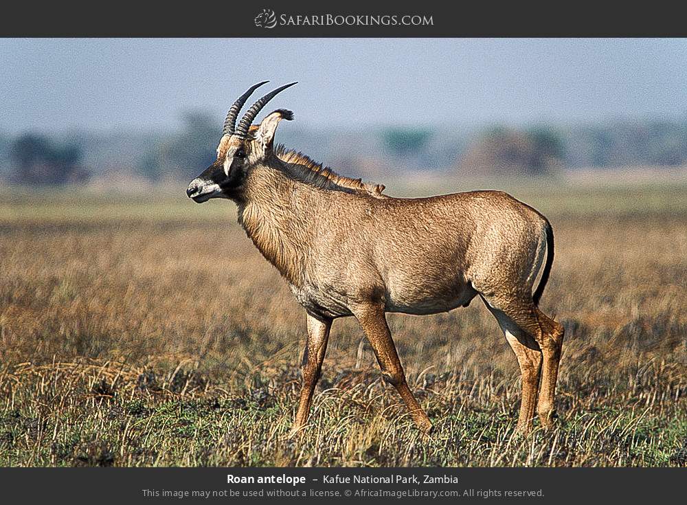 Roan antelope in Kafue National Park, Zambia