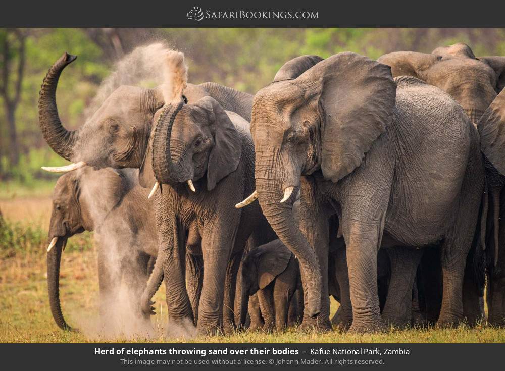 Herd of elephants taking a dust bath in Kafue National Park, Zambia