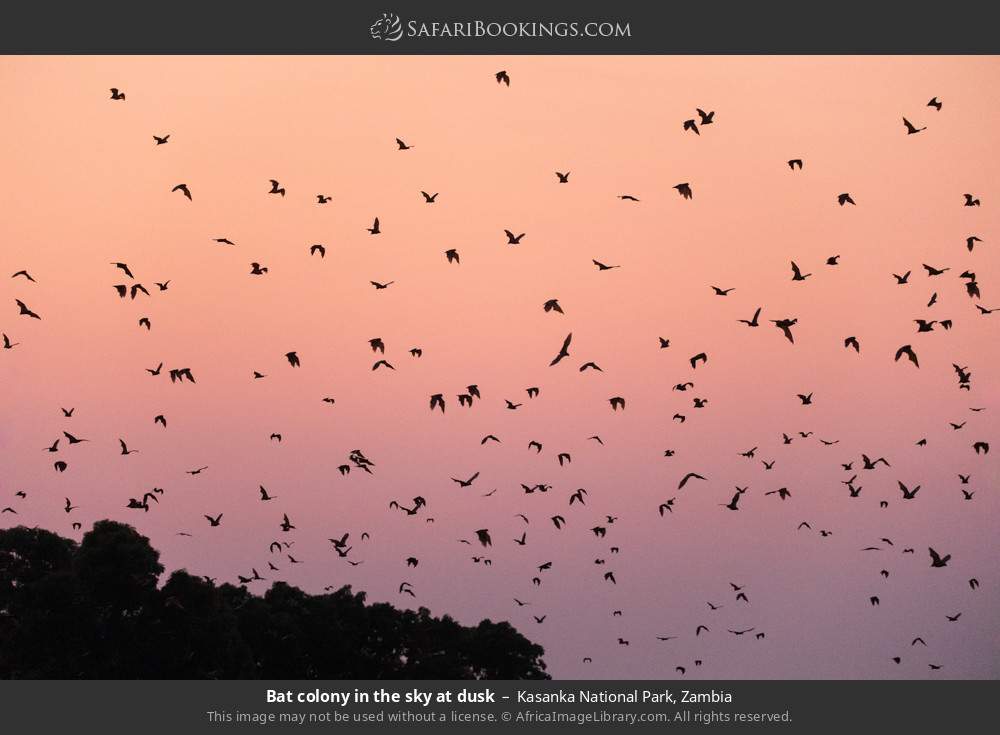 Bat colony in the sky at dusk in Kasanka National Park, Zambia