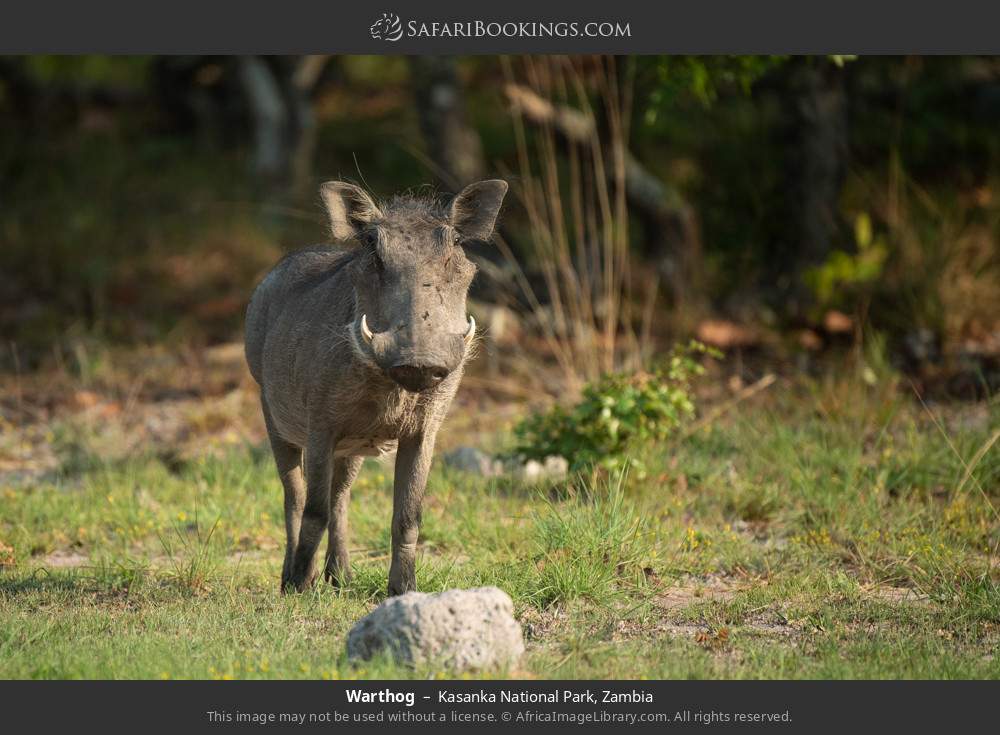 Warthog in Kasanka National Park, Zambia