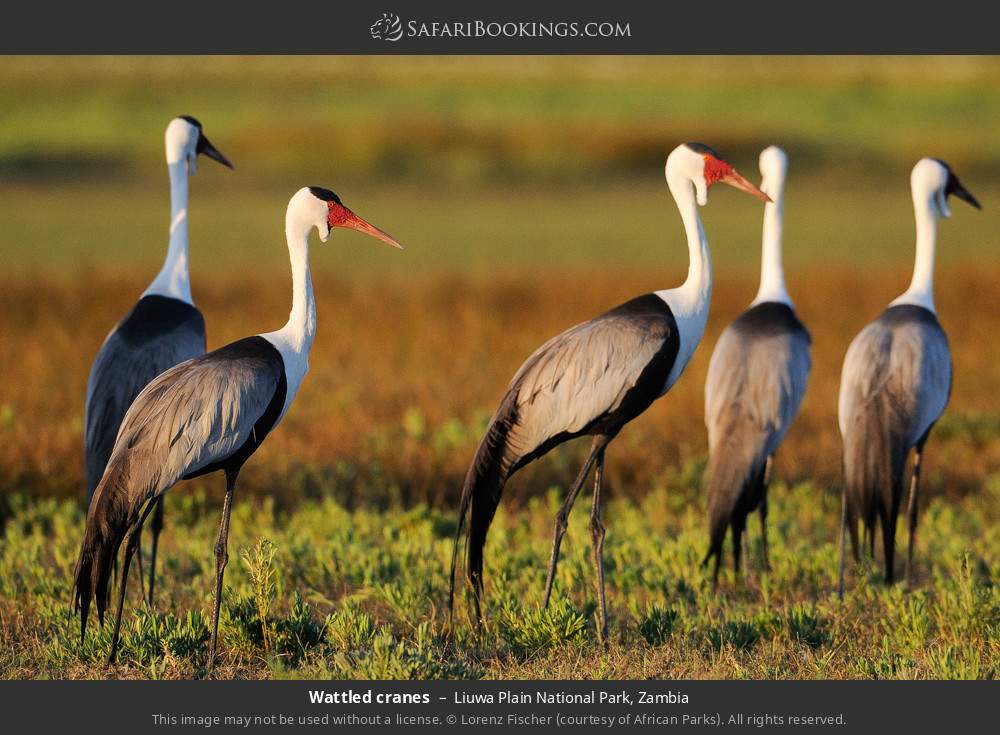 Wattled cranes in Liuwa Plain National Park, Zambia