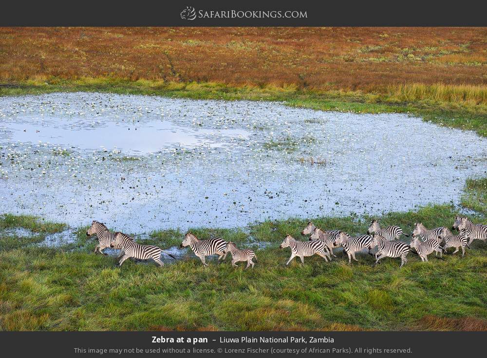 Zebras at a pan in Liuwa Plain National Park, Zambia