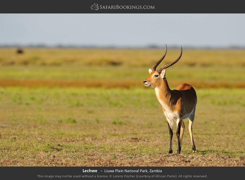 Lechwe  in Liuwa Plain National Park, Zambia