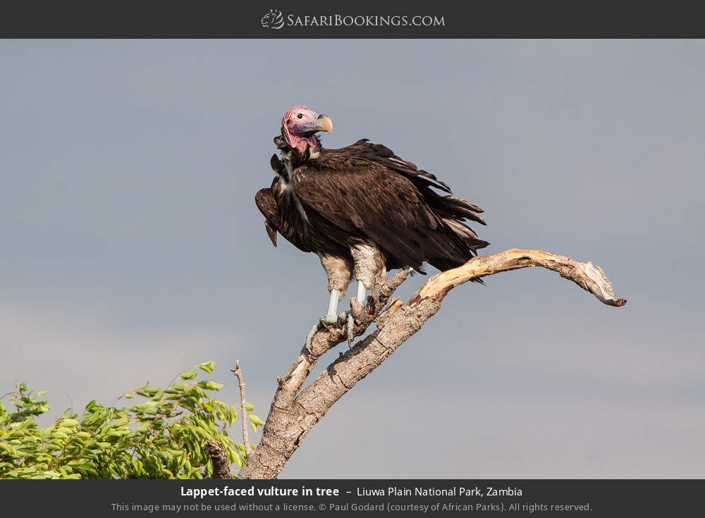 Lappet-faced vulture in tree in Liuwa Plain National Park, Zambia