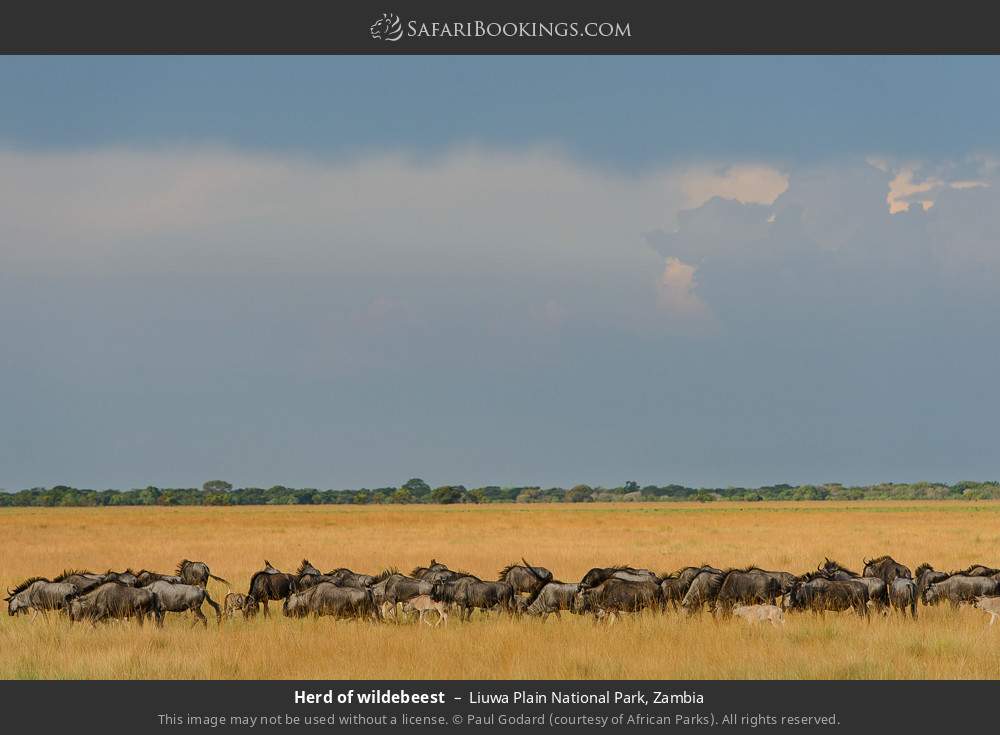Herd of wildebeest in Liuwa Plain National Park, Zambia