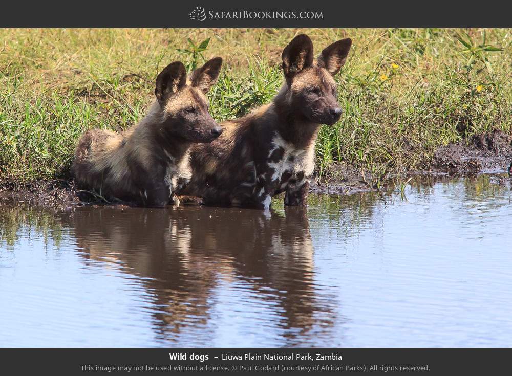 Wild dogs in Liuwa Plain National Park, Zambia