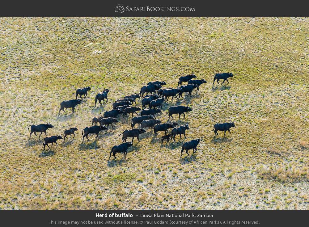 Herd of buffalo in Liuwa Plain National Park, Zambia