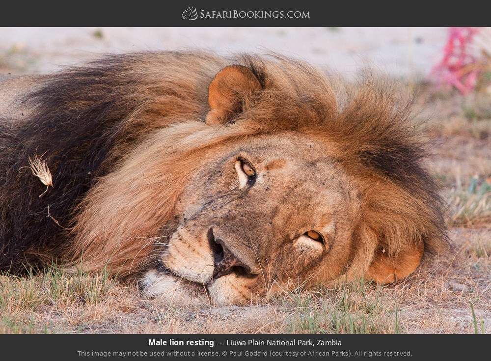 Male lion resting in Liuwa Plain National Park, Zambia