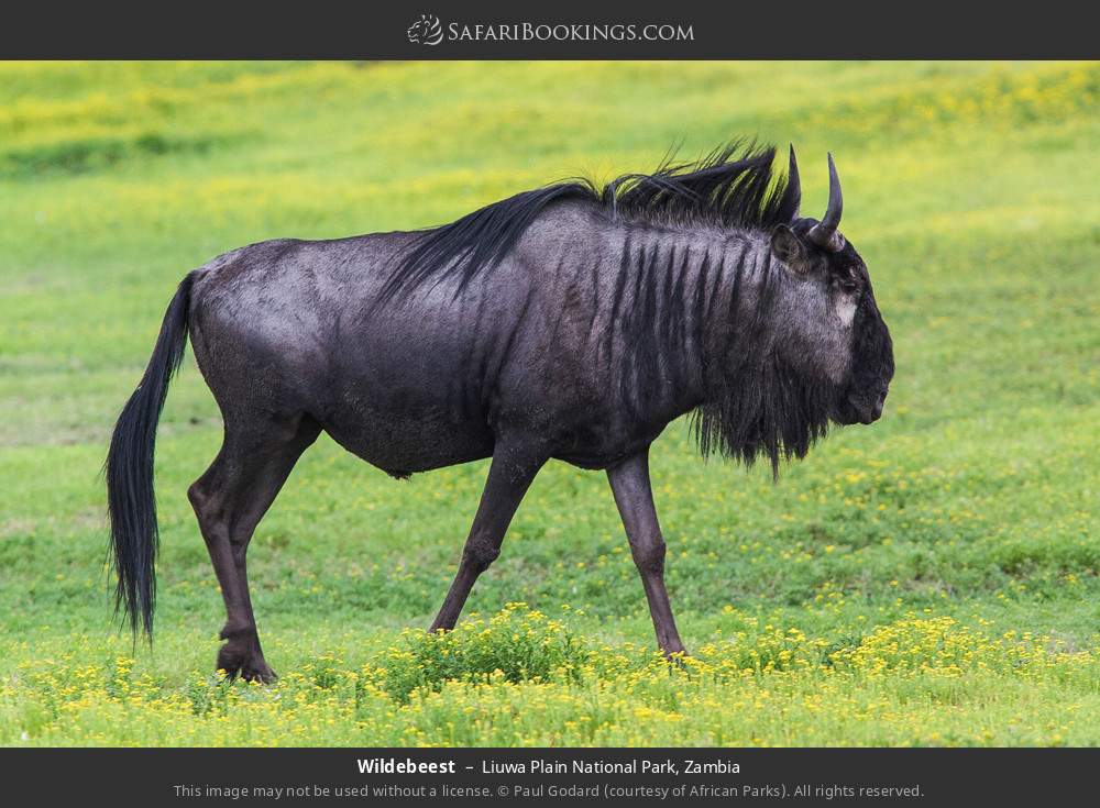 Wildebeest in Liuwa Plain National Park, Zambia
