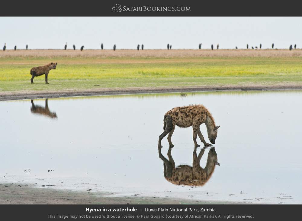 Hyena in a waterhole in Liuwa Plain National Park, Zambia