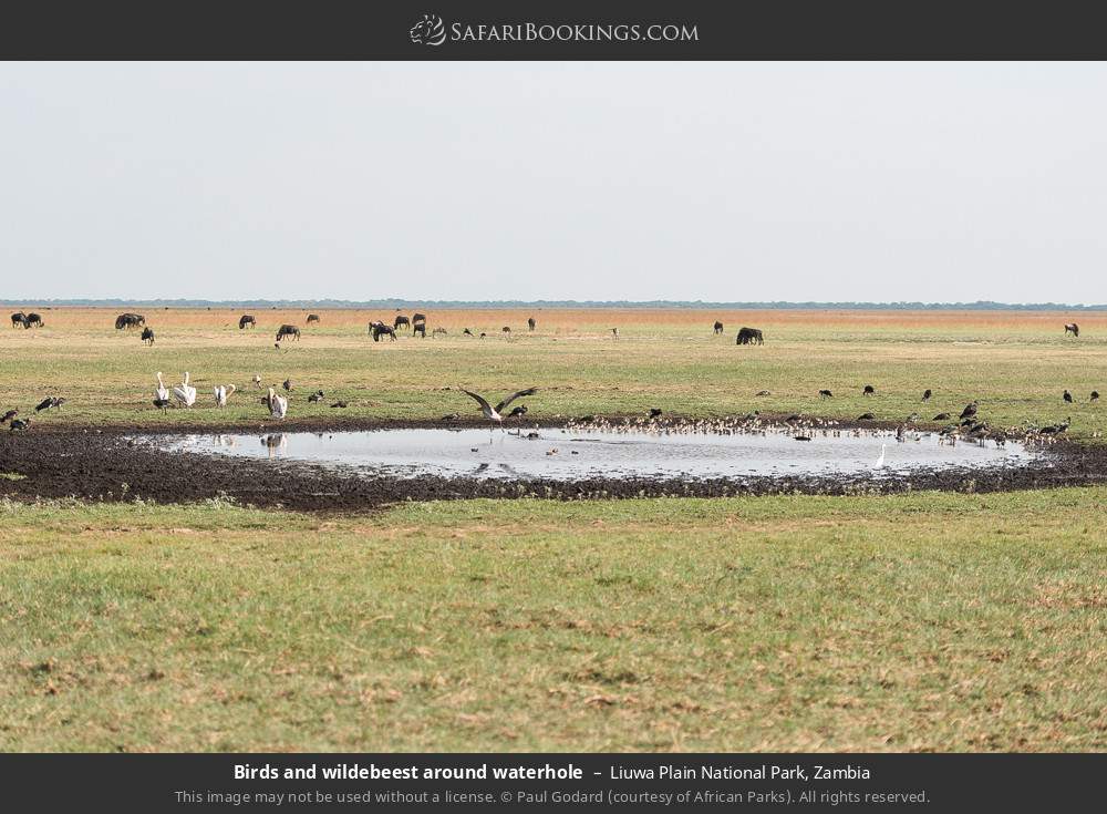 Birds and wildebeest around waterhole in Liuwa Plain National Park, Zambia