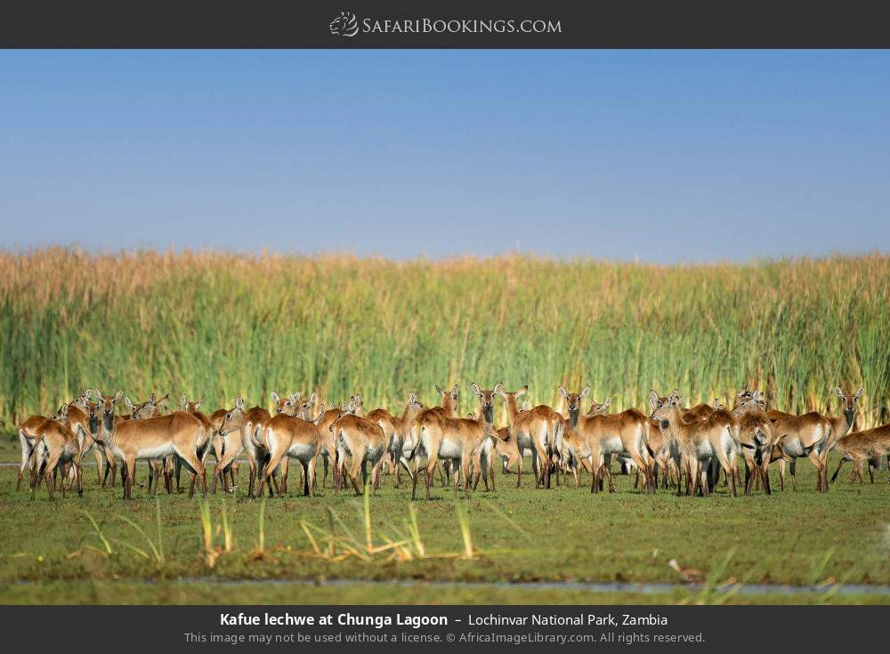 Kafue lechwes at Chunga Lagoon in Lochinvar National Park, Zambia