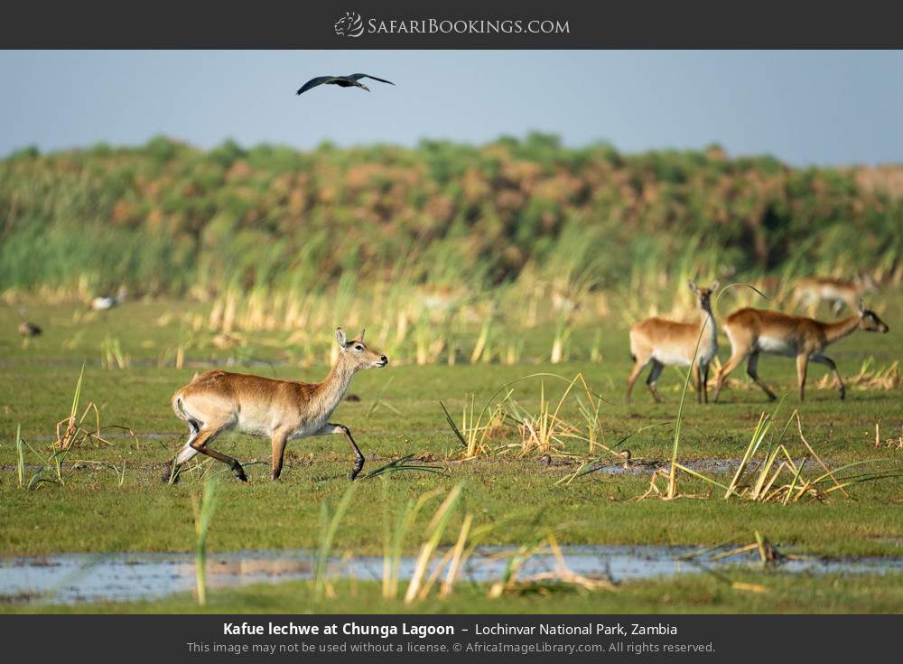 Kafue lechwes at Chunga Lagoon in Lochinvar National Park, Zambia