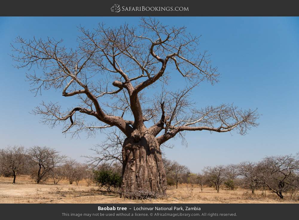 Baobab tree in Lochinvar National Park, Zambia