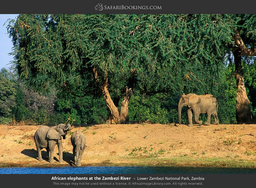 African elephants at the Zambezi River in Lower Zambezi National Park, Zambia