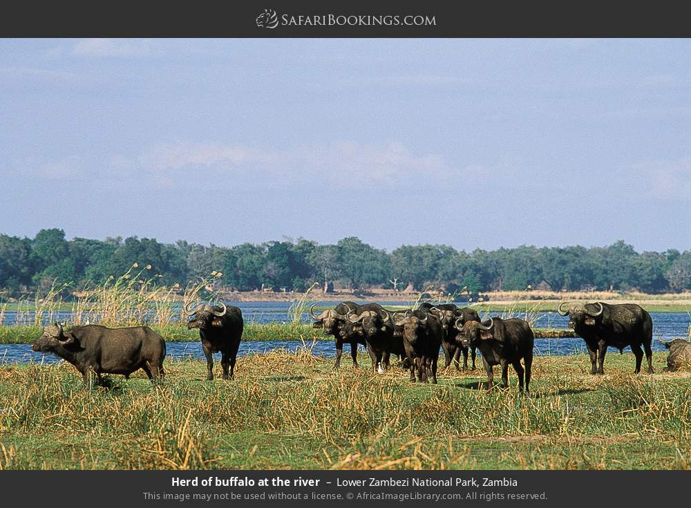 Herd of buffalo at the river, Lower Zambezi NP in Lower Zambezi National Park, Zambia