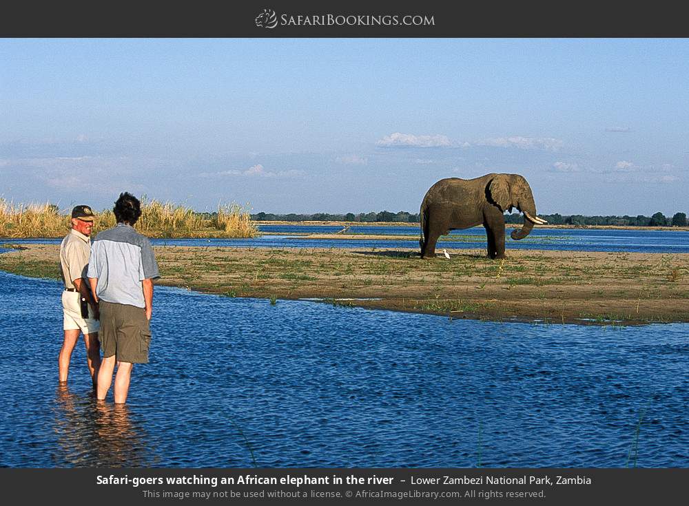Safari-goers watching an African elephant in the river in Lower Zambezi National Park, Zambia