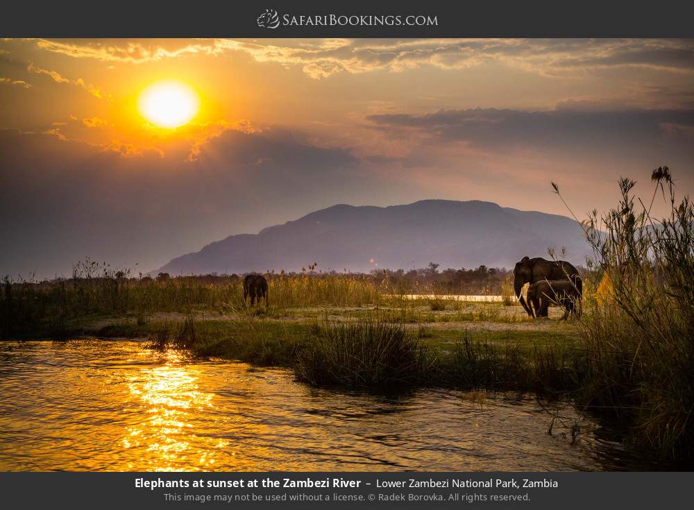Elephants at sunset at the Zambezi River in Lower Zambezi National Park, Zambia