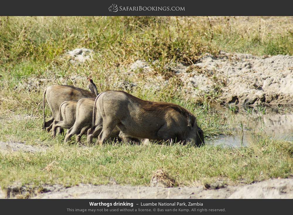 Warthogs drinking in Luambe National Park, Zambia