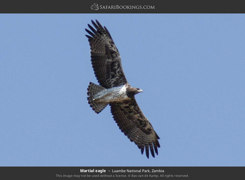 Martial eagle in Luambe National Park, Zambia