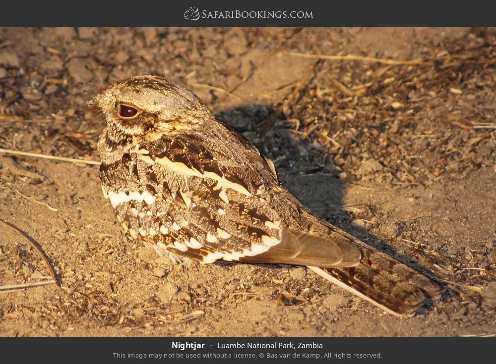 Nightjar in Luambe National Park, Zambia