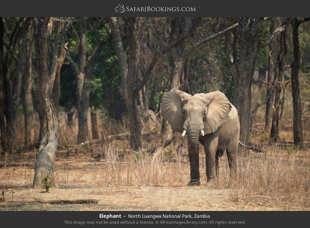 Elephant in North Luangwa National Park, Zambia