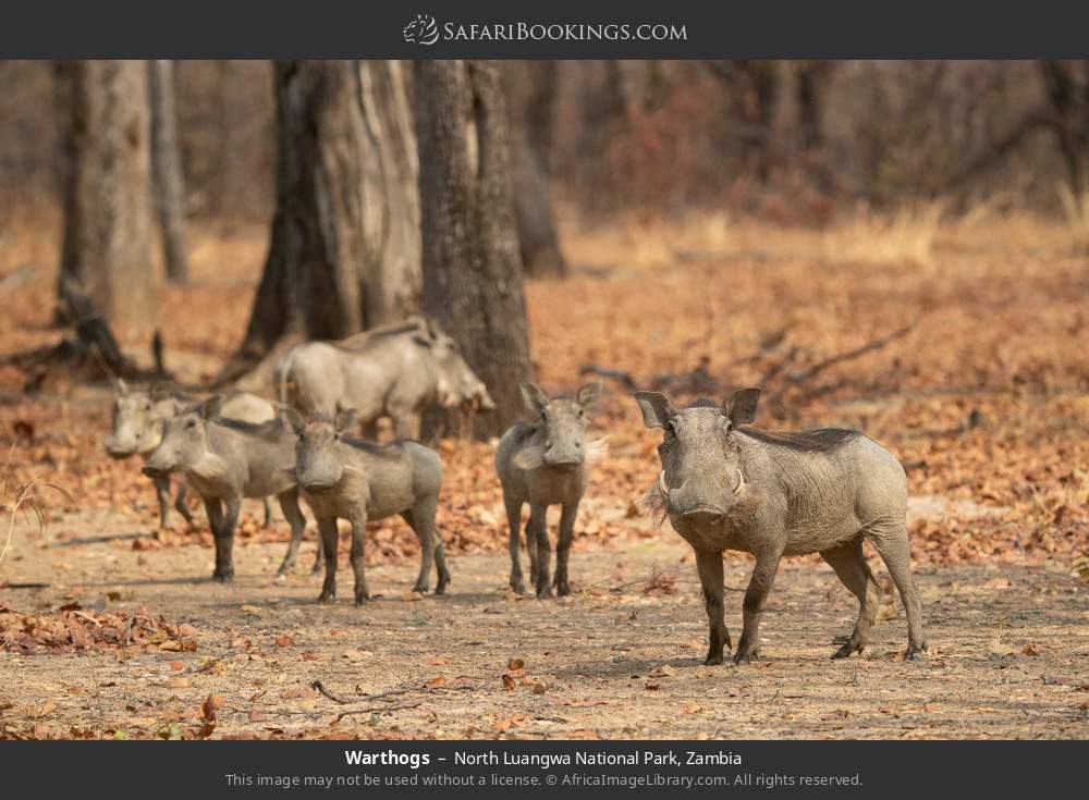 Warthogs in North Luangwa National Park, Zambia
