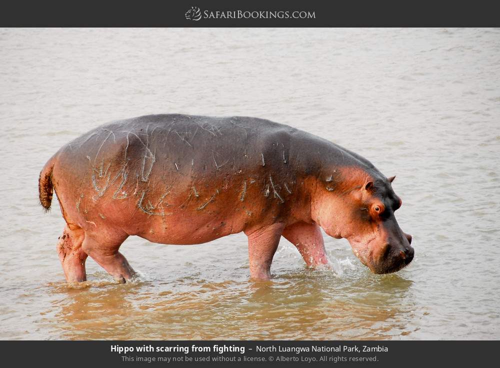 Hippo scarred from fighting in North Luangwa National Park, Zambia