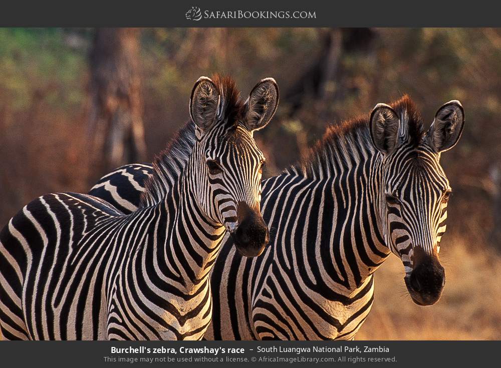 Crawshay's zebra in South Luangwa National Park, Zambia