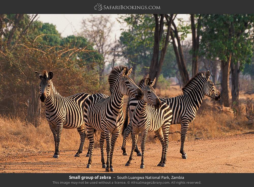Small group of zebra in South Luangwa National Park, Zambia