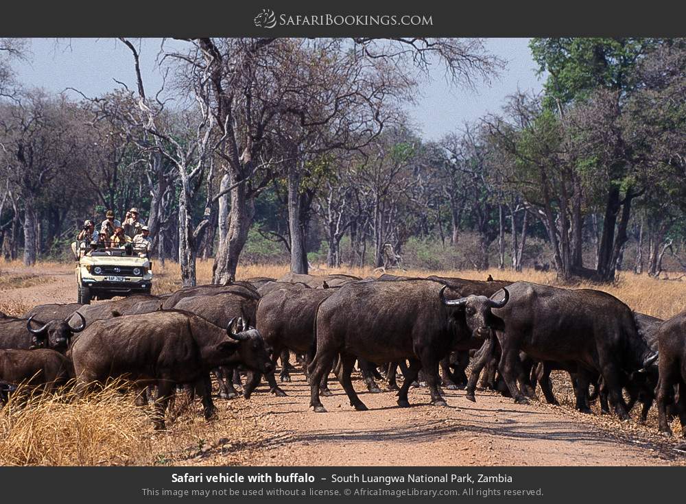 Safari vehicle with buffalo in South Luangwa National Park, Zambia