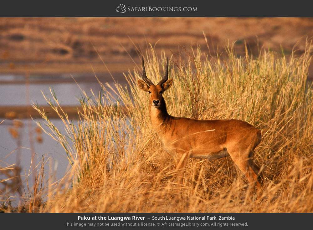 Puku at the Luangwa River in South Luangwa National Park, Zambia