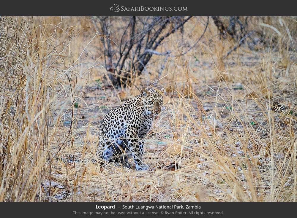 Leopard in South Luangwa National Park, Zambia