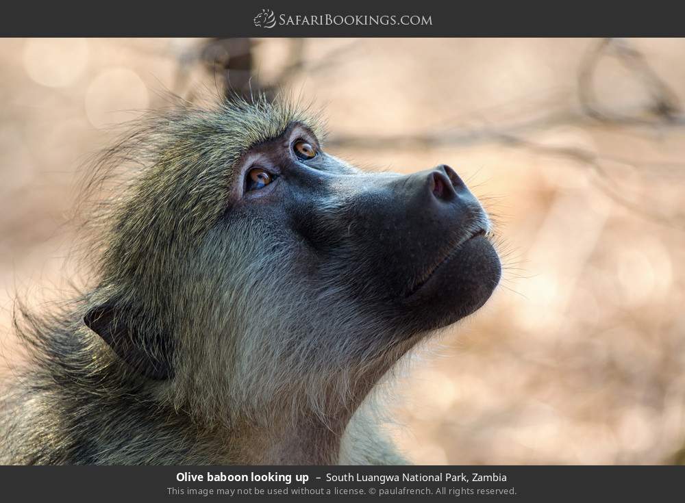Olive baboon in South Luangwa National Park, Zambia
