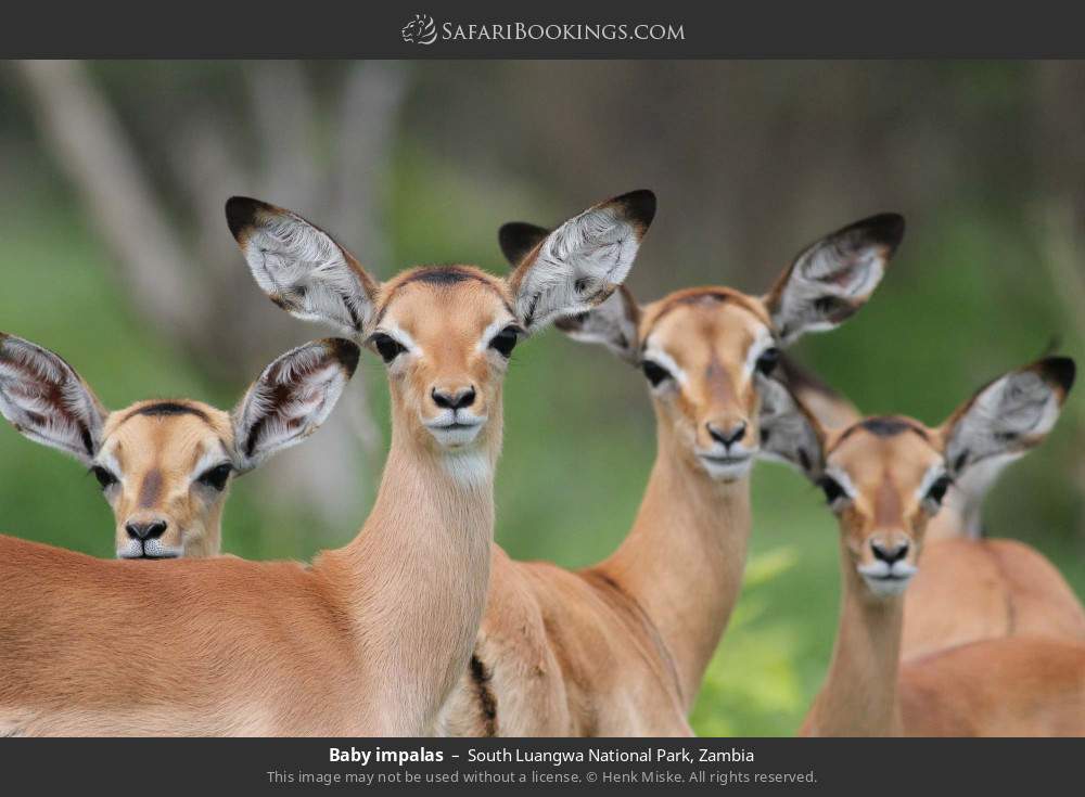 Baby impalas in South Luangwa National Park, Zambia