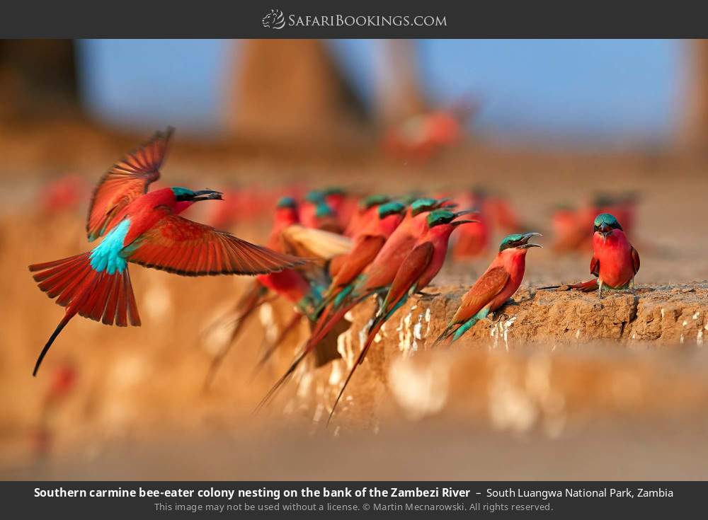 Southern carmine bee-eater colony nesting on the bank of the Luangwa River in South Luangwa National Park, Zambia