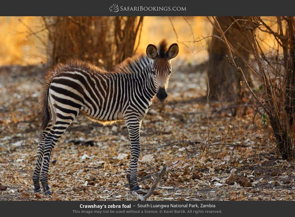 Crawshay's zebra foal in South Luangwa National Park, Zambia