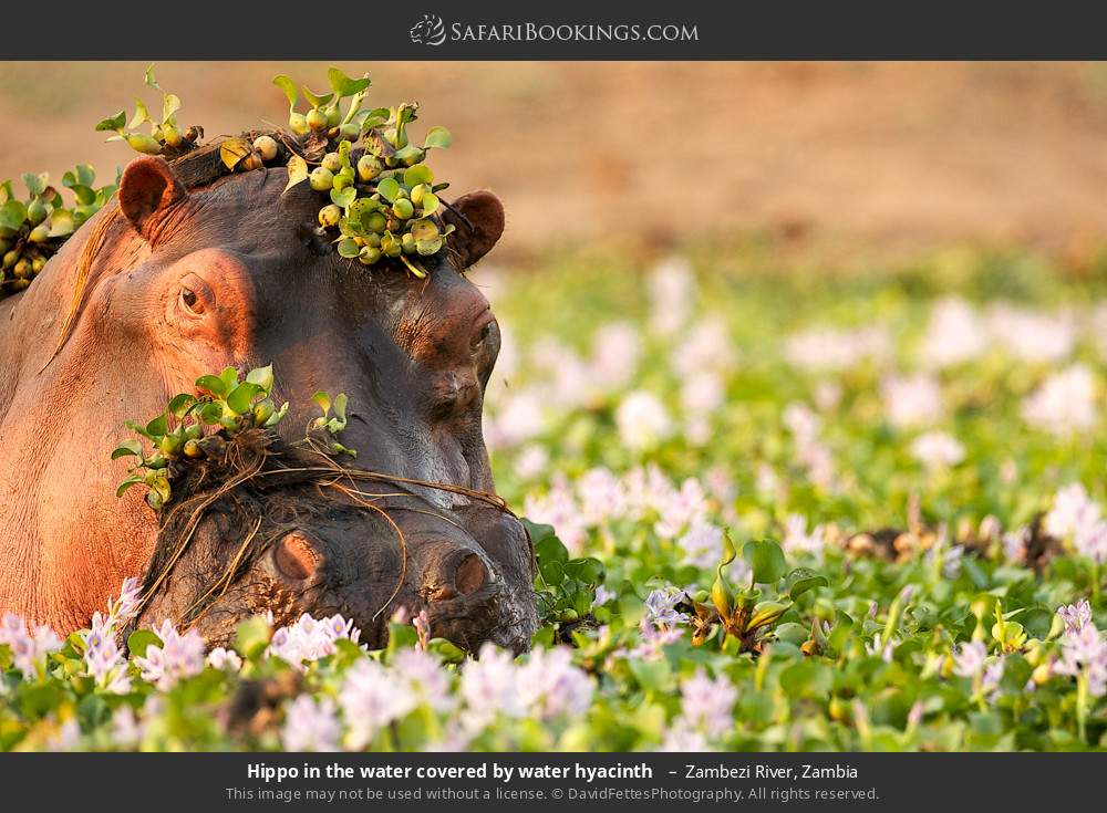 Hippo in the water covered by water hyacinth  in Zambezi River, Zambia