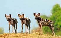 South Luangwa National Park